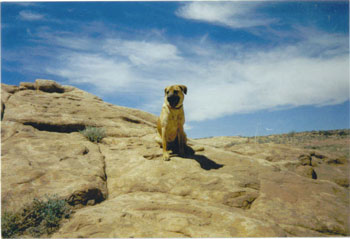 Bronte - Stray