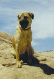 Bronte - Stray