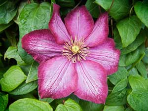 Picture of a Clematis Close Up