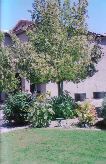 Flowers in Arizona