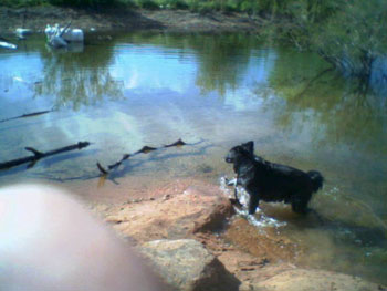 Heidi (Border Collie)