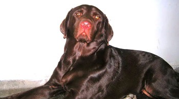 Kiki (Labrador Retriever)