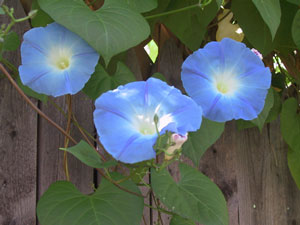 Picture of Blue Morning Glories