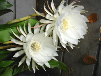 night blooming cereus