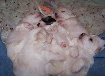Pile of Puppies