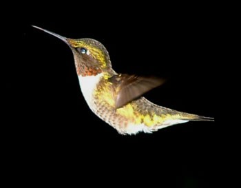 Rufus - Ruby-throated Hummingbird