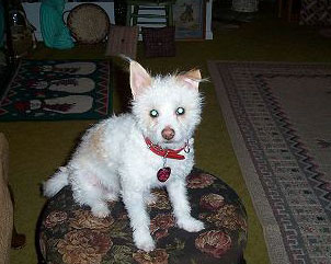 Sam - Jack Russell/Poodle