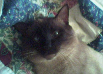 Sammy (Siamese Cat)