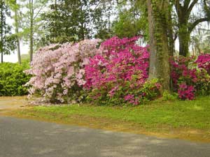 Solutions For Ornamental Shrubs