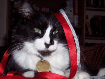 Squeek (Cat)