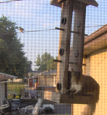 Squirrel at Bird Feeder