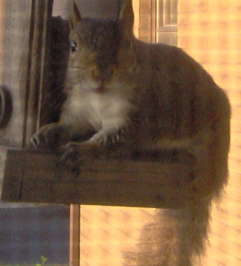 Squirrel at Bird Feeder