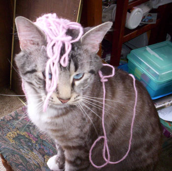 Teddy the Cat