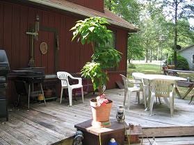 Poinsettia Tree