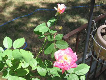 Tea Rose in Whiskey Barrel