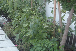 Small Tomatoes