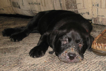 Alvie with Puppy Mumps