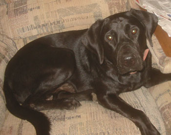 Alvie Now - Healed from Puppy Mumps