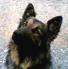 Big Grunt (German Shepherd)