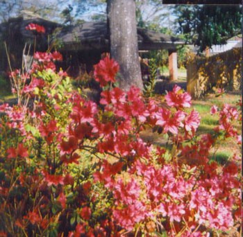 Blooming Shrubbery
