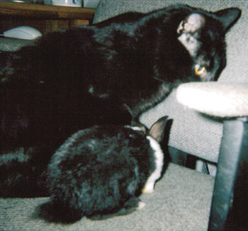 Boo (Cat) and Buddie (Dutch Rabbit)