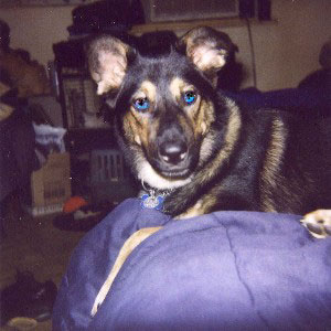 Brutus - German Shepherd/Siberian Husky