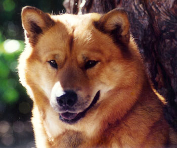 Bubba Bear (Chow-Siberian Husky) | ThriftyFun