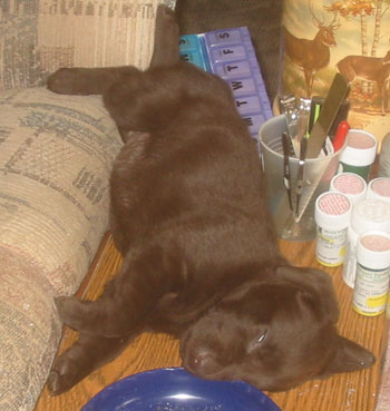Coco (Chocolate Lab)