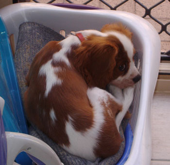 Cully the Dog