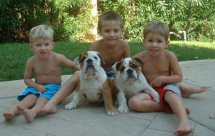 Jack and George (English Bull Dogs)