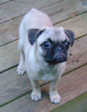 Koko (Pug)