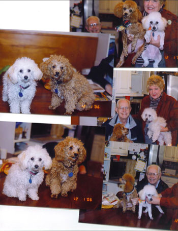 Lili and Rusty (Mini Poodles)