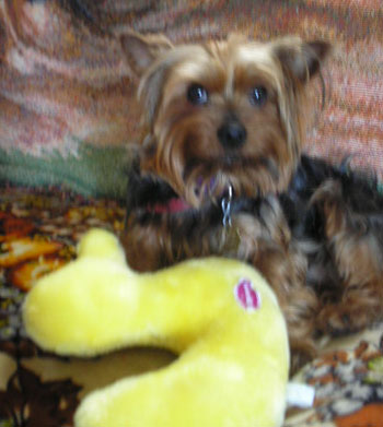 Odie (Yorkshire Terrier)