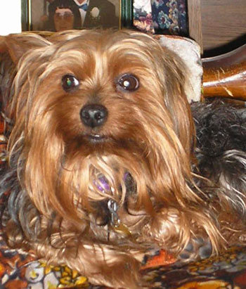 Odie (Yorkshire Terrier)