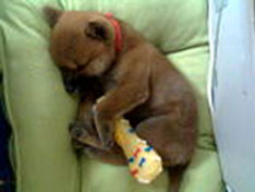 Papaya the Puppy