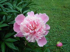 Planting Peonies