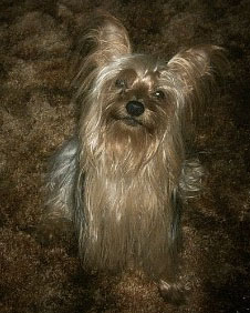 Pockets - Yorkshire Terrier