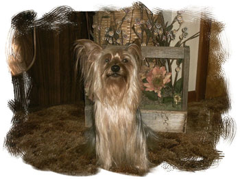 Pockets - Yorkshire Terrier