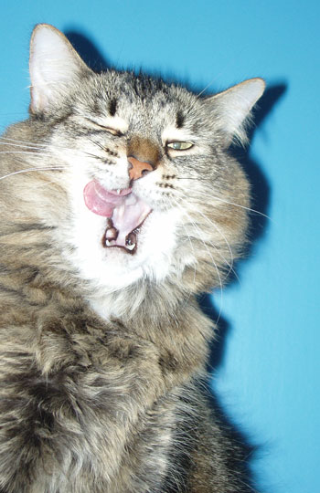 Princess Xena, Warrior Woman (Cat)