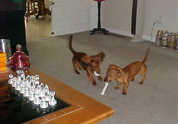 Sherlock and Watson (Mini Dachshund)