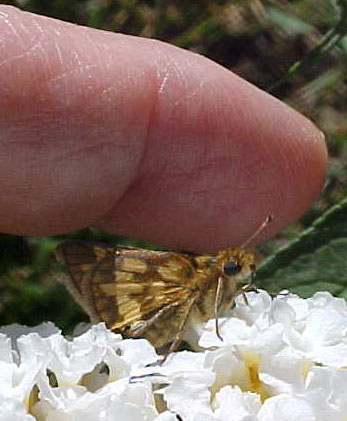 Skipper Butterfly