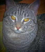 Sparky (Tabby Cat)