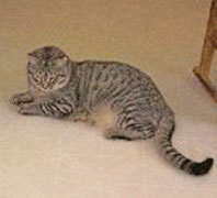 Sparky (Tabby Cat)