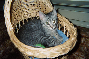 Sparky (Tabby Cat)