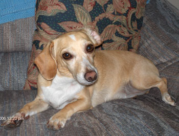 Sugar (Dachshund Mix)