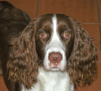 Toffee (English Springer Spaniel)