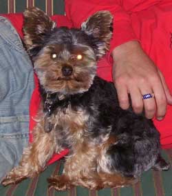 Yorkshire Terriers Peeing on the Couch