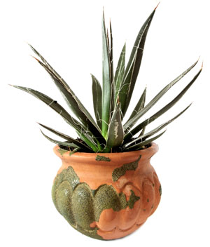 Identifying House Plants