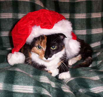 Amanda - Calico