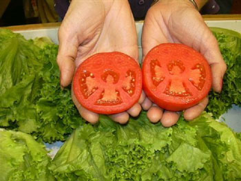 Angel Tomato